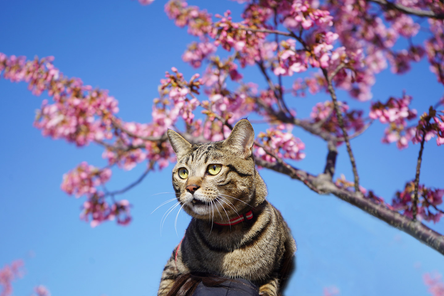 画像：桜を背景にしたキジトラの猫